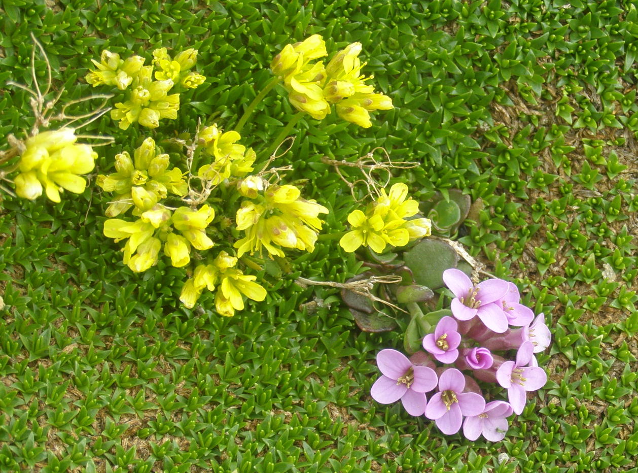 Noccaea corymbosa (= Thlaspi lereschianum) e Draba aizoides